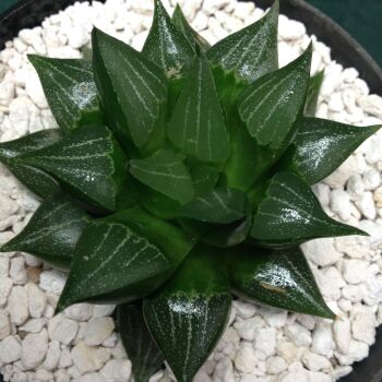 002 Haworthia hybrid 1 Litre