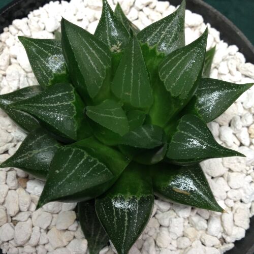 002 Haworthia hybrid 1 Litre