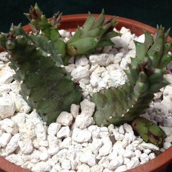 Stapelia zebrina 9cm