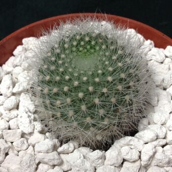 Rebutia cv Orange Ice
