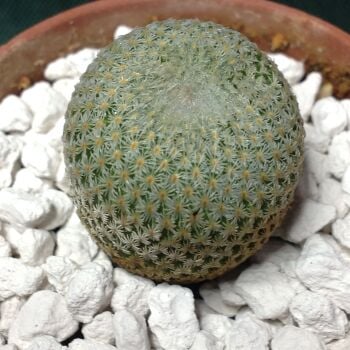 Epithelantha micromeris 5.5cm