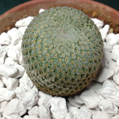 Epithelantha micromeris 5.5cm