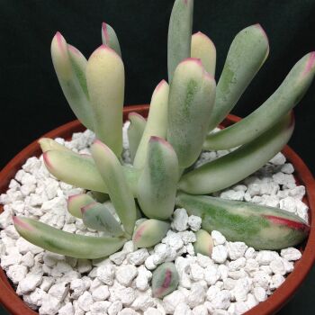 Cotyledon orbiculata oophylla variegated