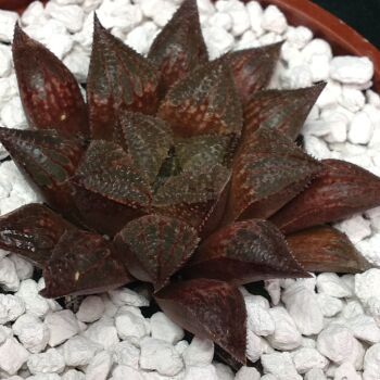 011 Haworthia hybrid 9cm