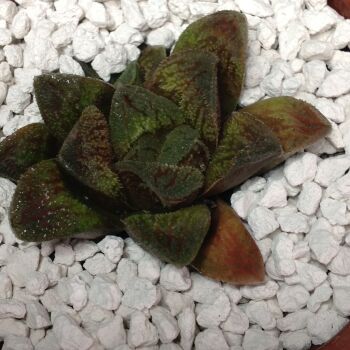 004 Haworthia hybrid 9cm