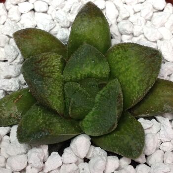 005 Haworthia hybrid 9cm