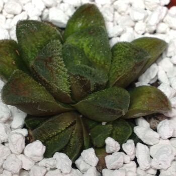 006 Haworthia hybrid 9cm