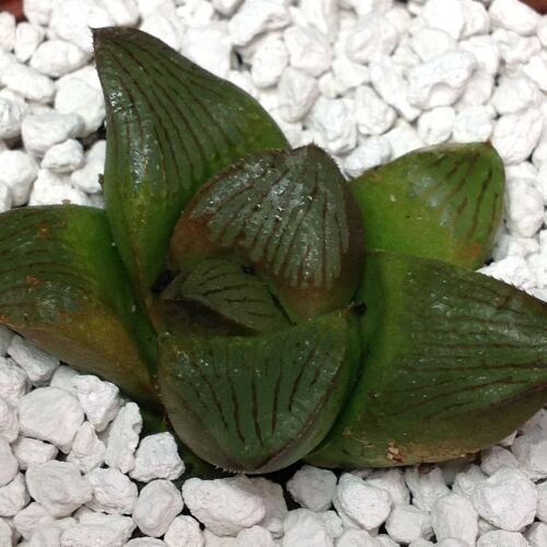 007 Haworthia hybrid 9cm