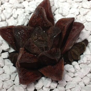 008 Haworthia hybrid 9cm