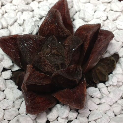008 Haworthia hybrid 9cm