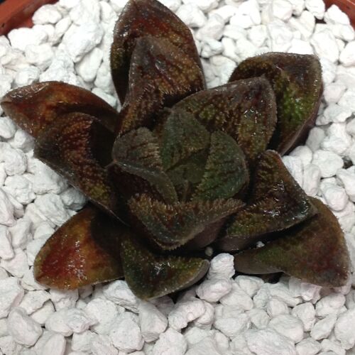 009 Haworthia hybrid 9cm
