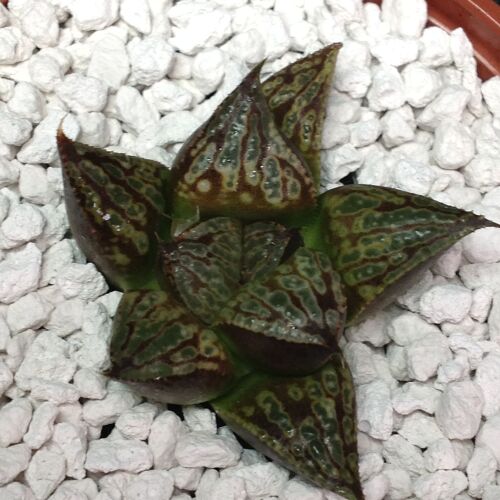 010 Haworthia hybrid 9cm