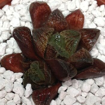 012 Haworthia hybrid 9cm