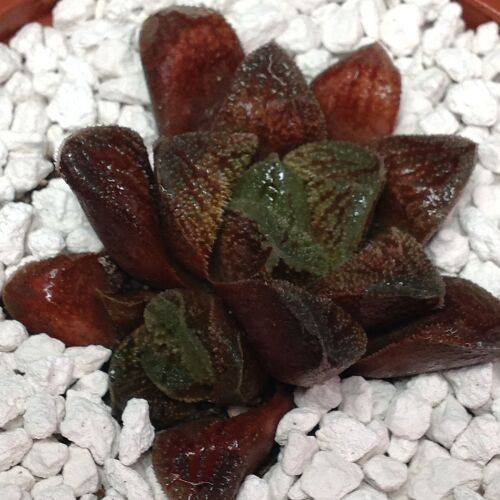 011 Haworthia hybrid 9cm