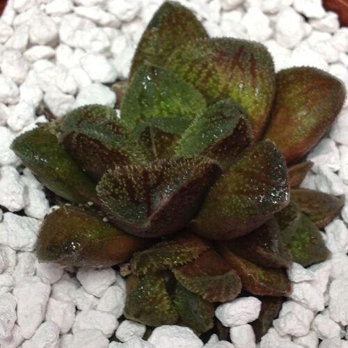 013 Haworthia hybrid 9cm