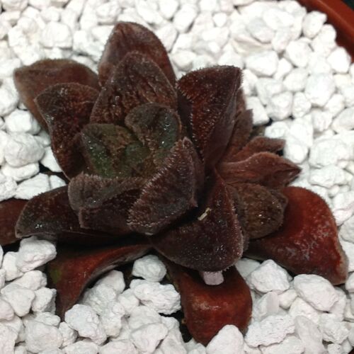 014 Haworthia hybrid 9cm