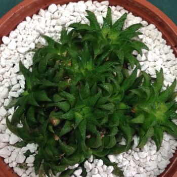 06.07 Haworthia parksiana 9cm