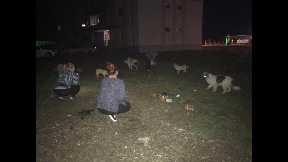 Volunteers are interacting with street dogs at night.