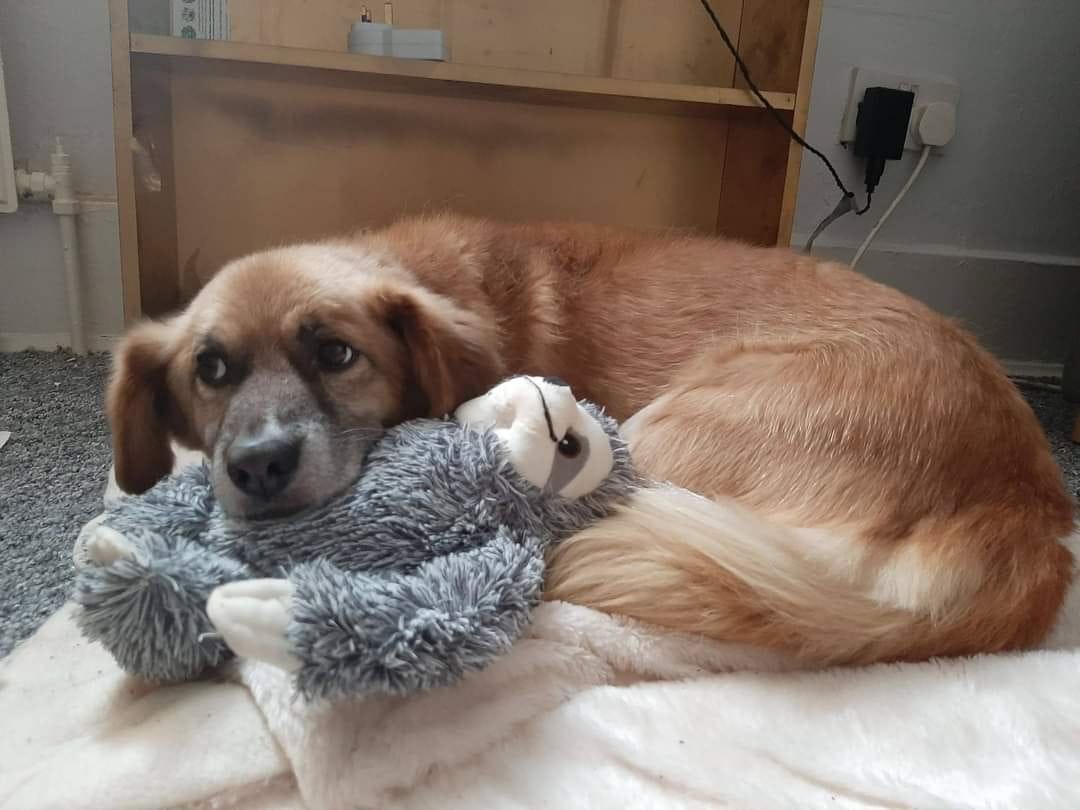 muffin.jpg