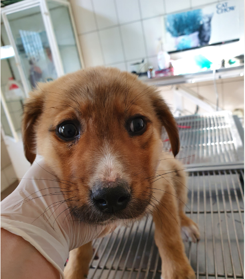 Puppy 11