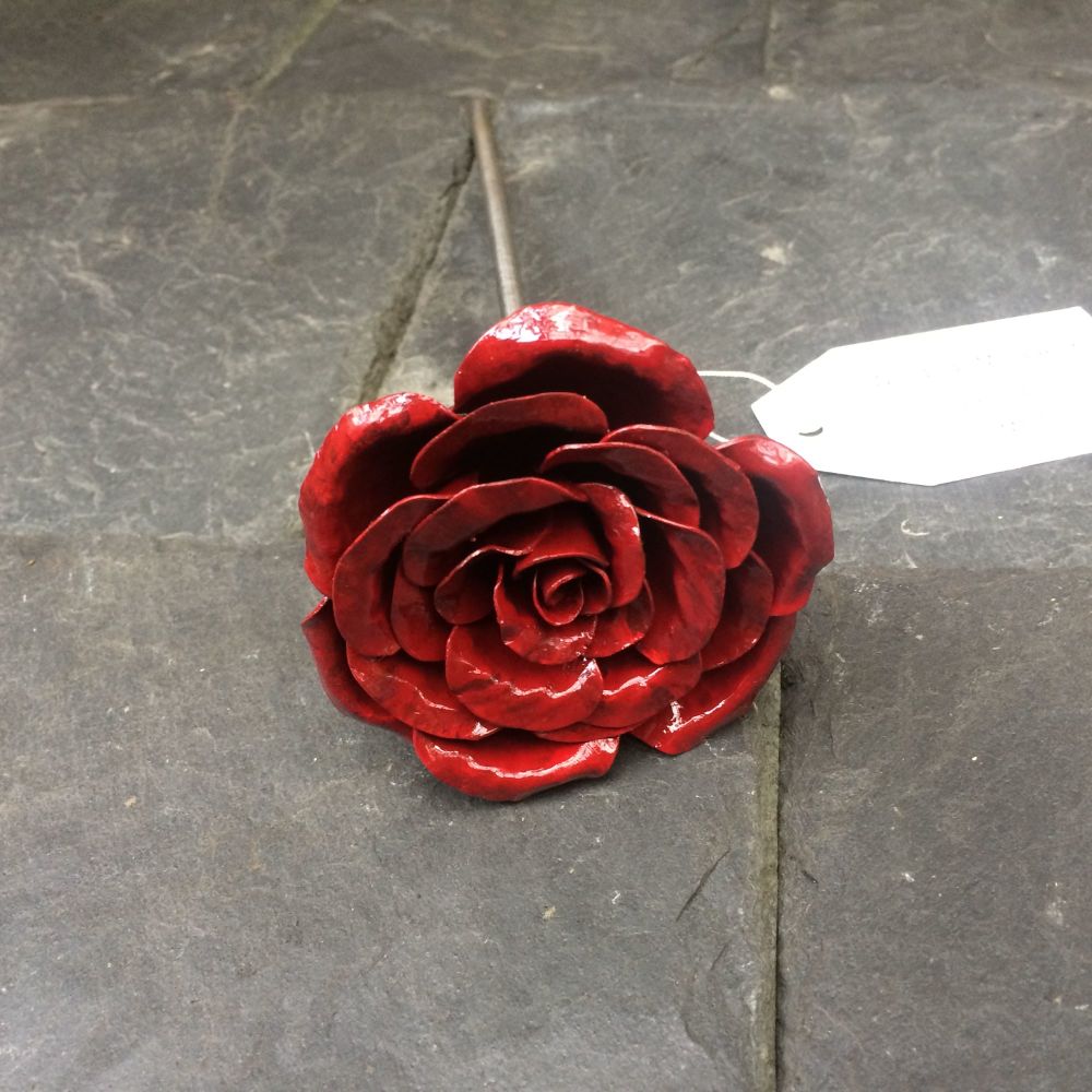 Full bloom dark red rose