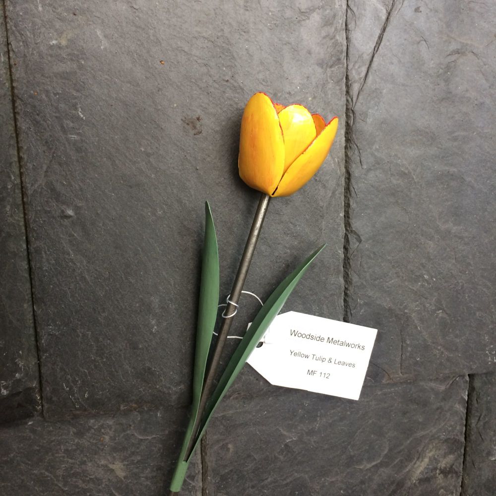 Yellow tulip