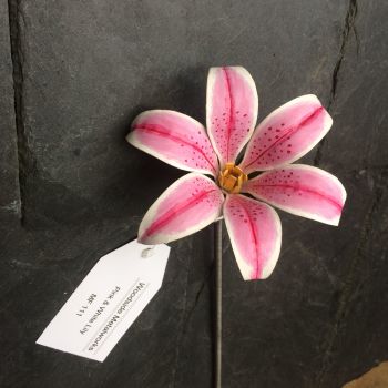 Steel stargazer lily flower in pink and white