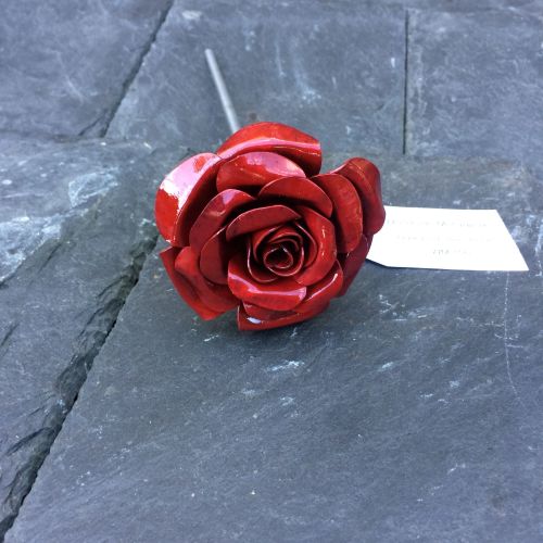 Steel rose in dark red