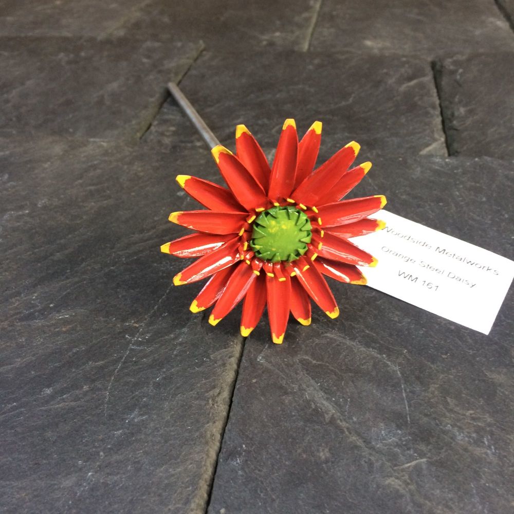 Orange steel daisy