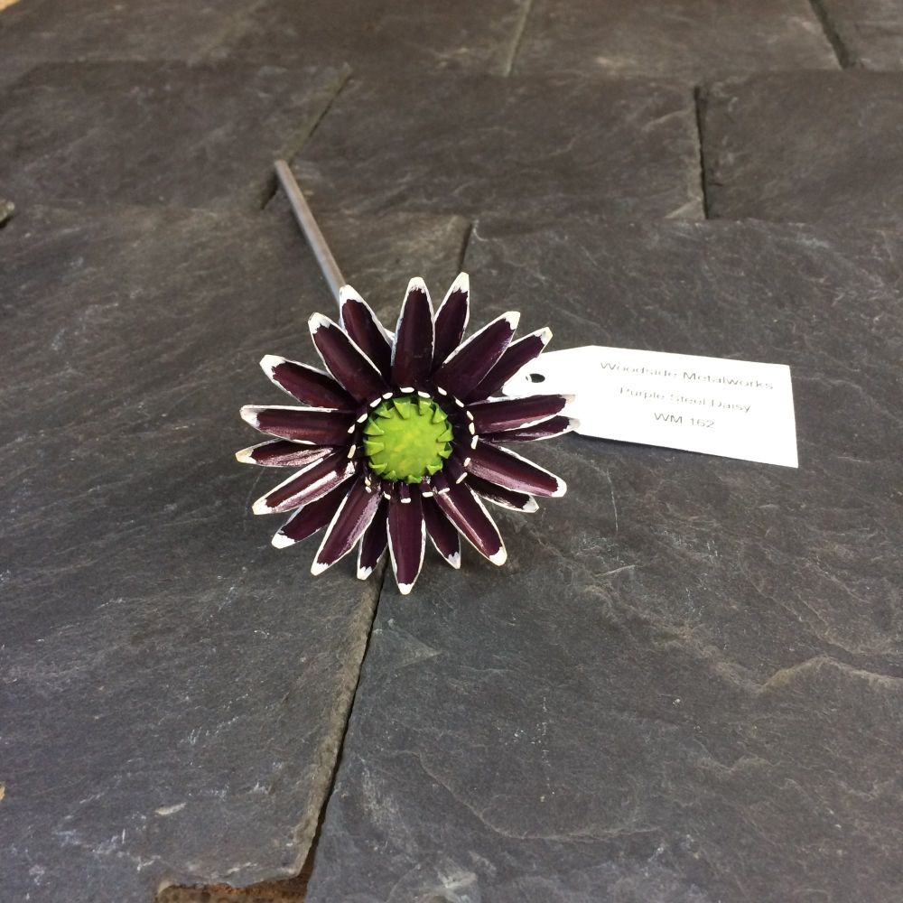 Purple and white gerbera