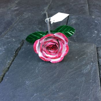 Pink steel rose