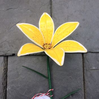 Yellow steel lily edged in white