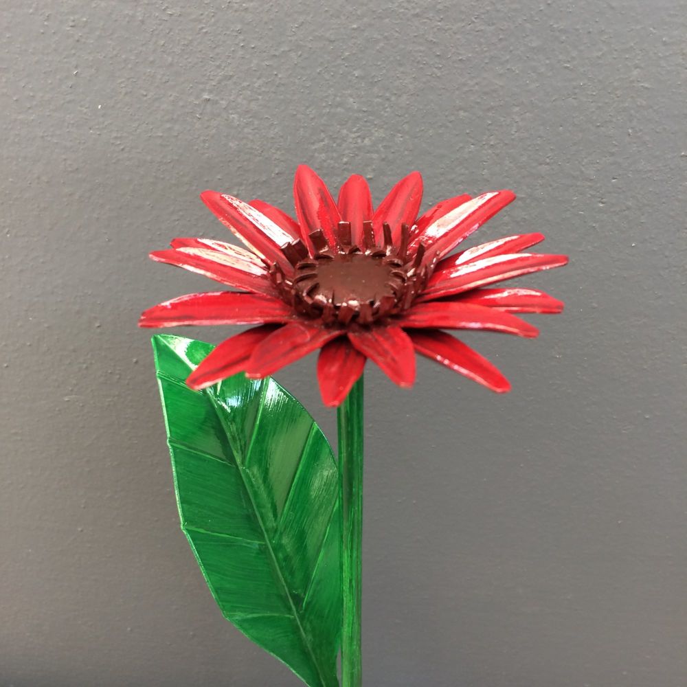 Burgundy steel gerbera daisy 