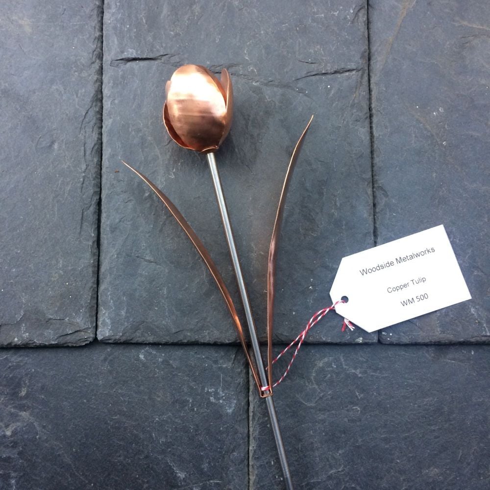 Spring copper tulip with leaves