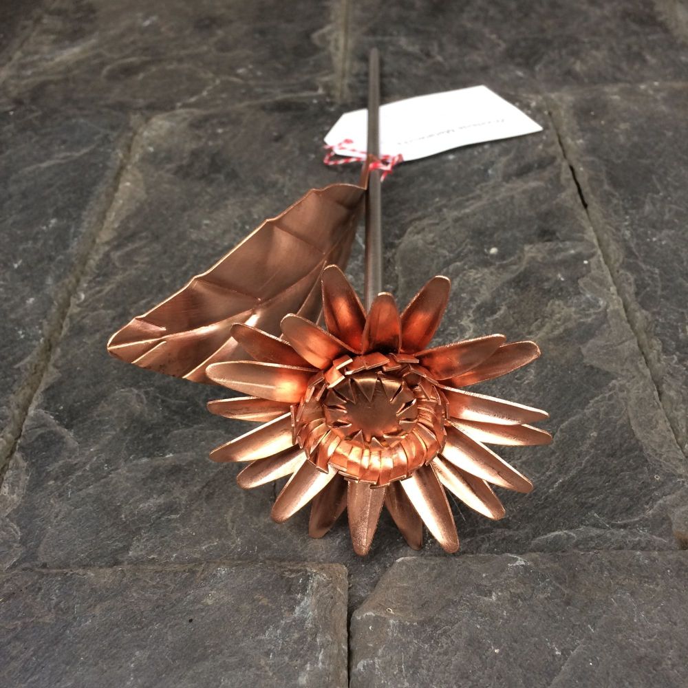 Copper daisy