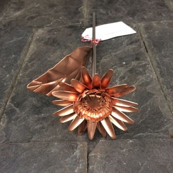 Copper daisy WM604