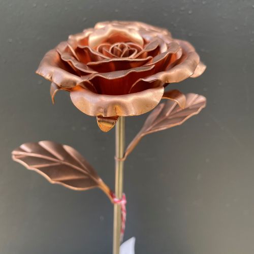 Copper rose in full flower