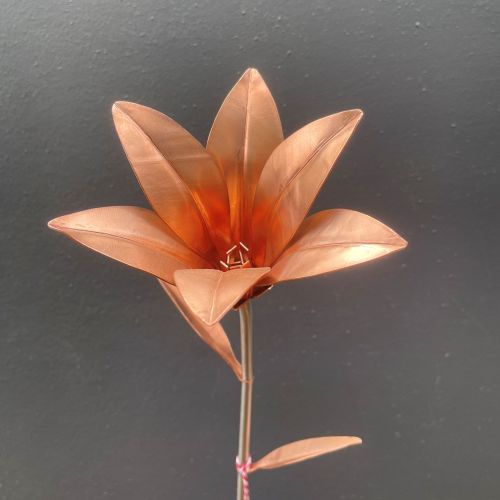 Copper stargazer lily flower 