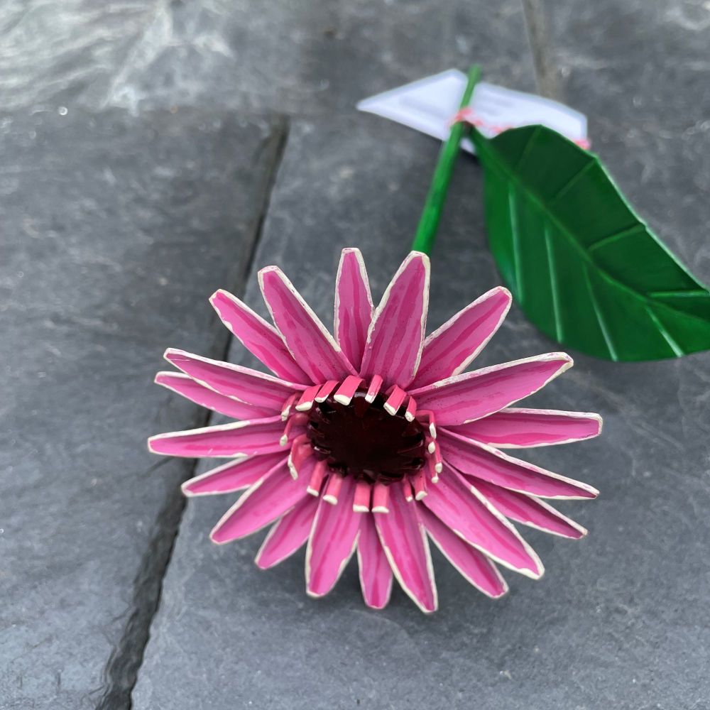 Pink gerbera flower