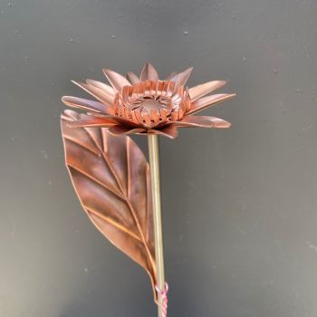 Copper daisy gerbera WM760