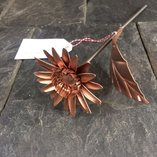 Copper daisy gerbera WM1071
