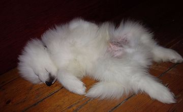 This is Loki the samoyed after his session of Reiki.  He gets regular treatments - one of the perks of being a Reiki therapists fluff ball.