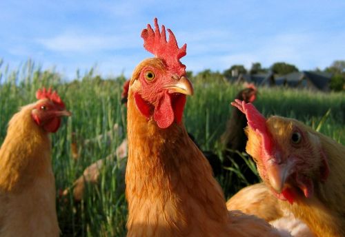 Chickens and PUFA Oils