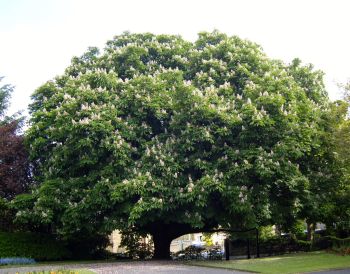 Horse Chestnut Tree Moss: Let go and move on