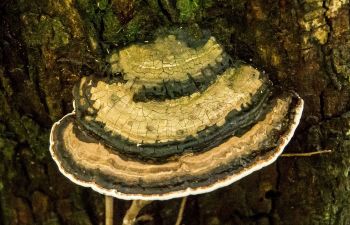 Bracket Fungus: Protection from bullying