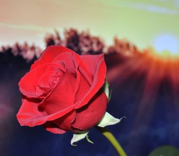 Lunar Red Rose: Attachment