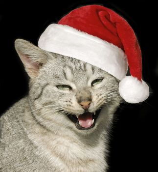 The Cats' Book of Christmas Carols