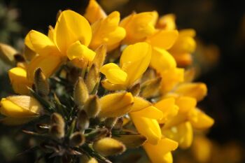 Gorse : Light my fire