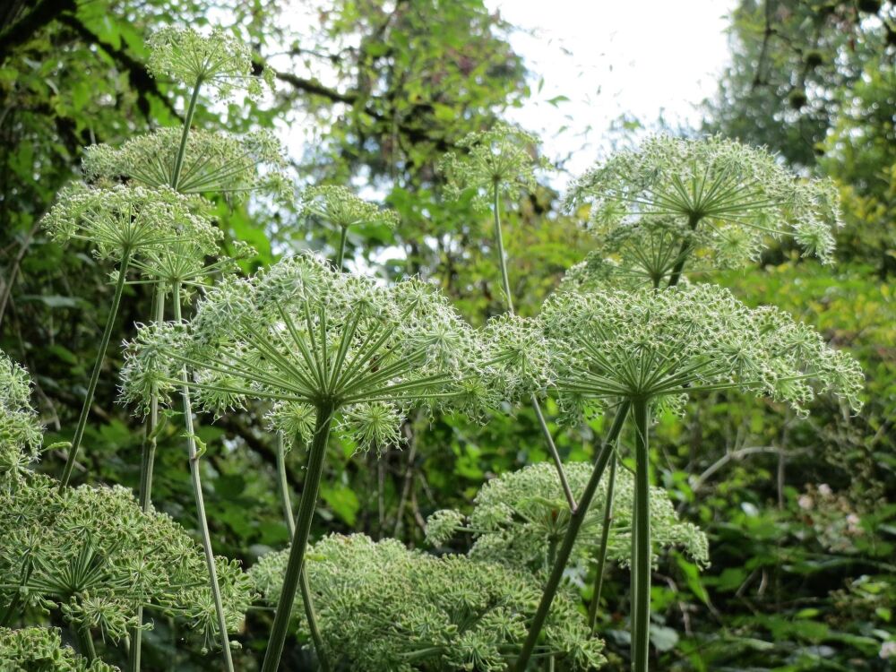 Angelica: For strength, protection and inspiration n a crisis
