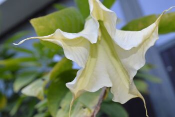 Angel’s Trumpet: Wake-up call to action and activity